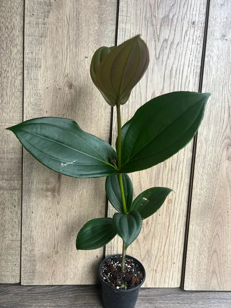 Medinilla Myriantha Live Plant - Malaysian Grapes - 4 inch Pot - Indoor Tropical - Image 3