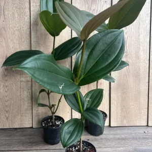 Medinilla Myriantha Live Plant - Malaysian Grapes - 4 inch Pot - Indoor Tropical - Image 4