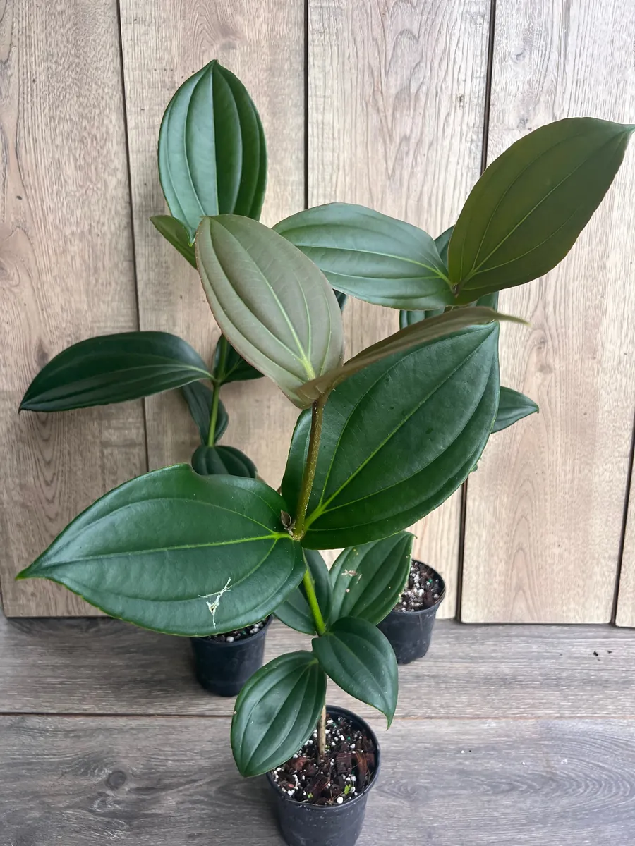 Medinilla Myriantha Live Plant - Malaysian Grapes - 4 inch Pot - Indoor Tropical - Image 5