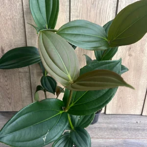 Medinilla Myriantha Live Plant - Malaysian Grapes - 4 inch Pot - Indoor Tropical - Image 6