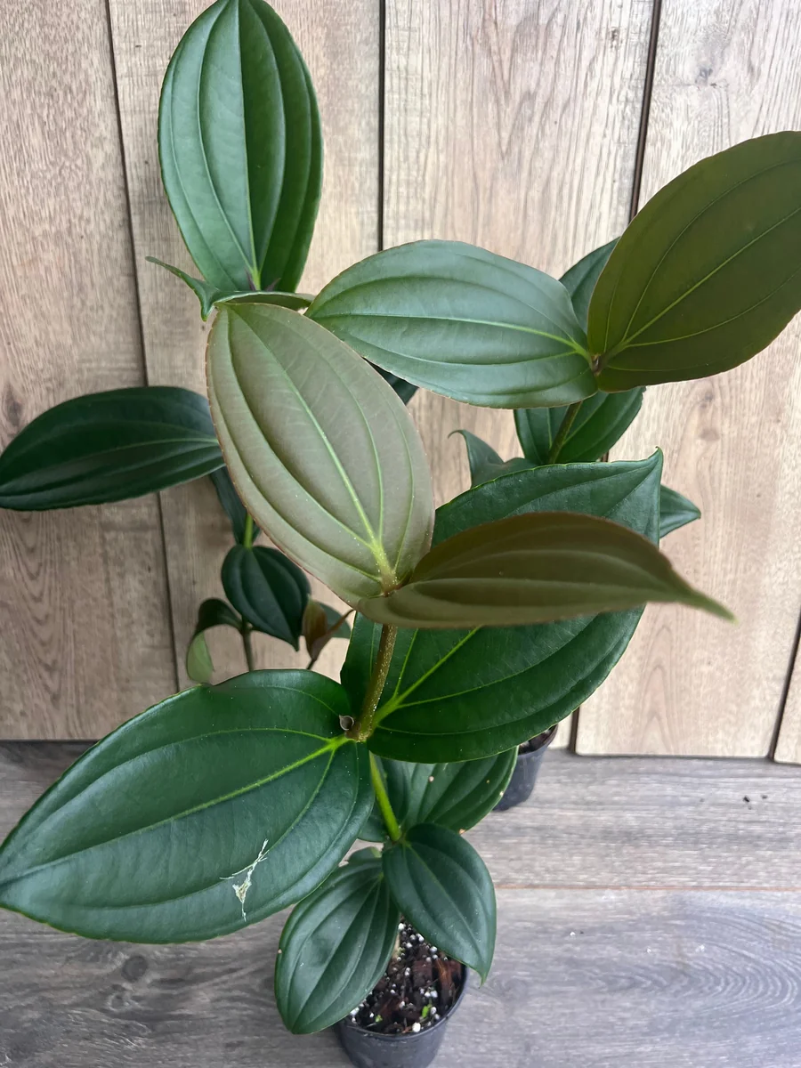 Medinilla Myriantha Live Plant - Malaysian Grapes - 4 inch Pot - Indoor Tropical - Image 6