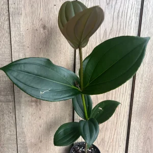 Medinilla Myriantha Live Plant - Malaysian Grapes - 4 inch Pot - Indoor Tropical - Image 8