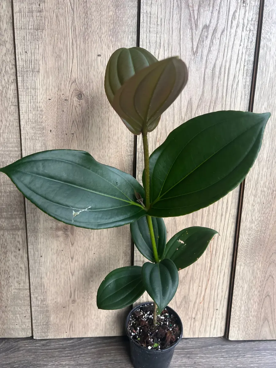 Medinilla Myriantha Live Plant - Malaysian Grapes - 4 inch Pot - Indoor Tropical - Image 8