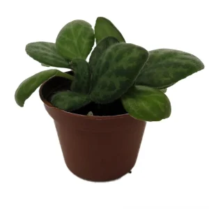 Mellow Yellow Asian Violet Live Plant - Primulina - 2.5 inch Pot Houseplant - Image 4