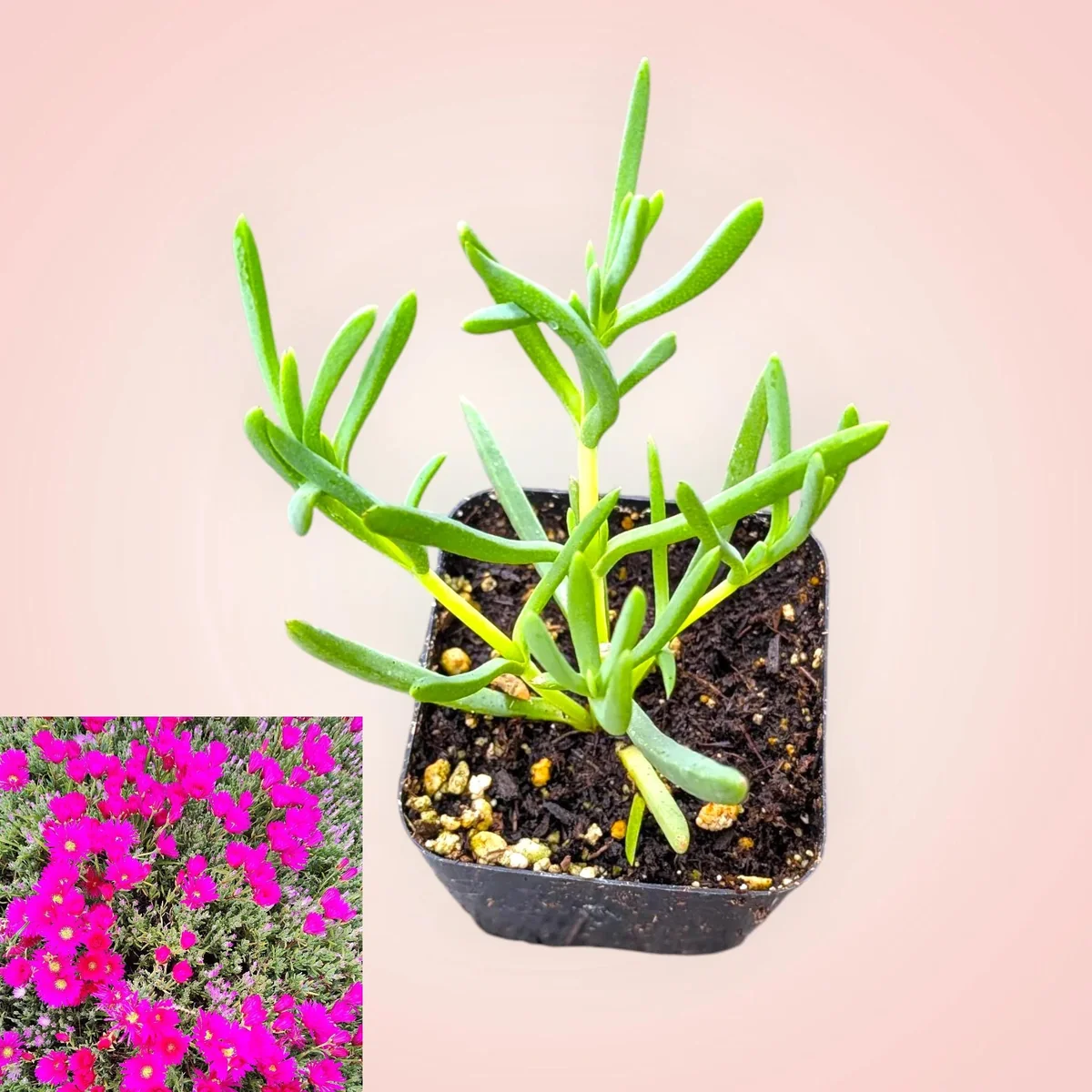 Mesembryanthemum Hot Pink Pigface Iceplant Succulent Live Plant - Ground Cover - Image 2