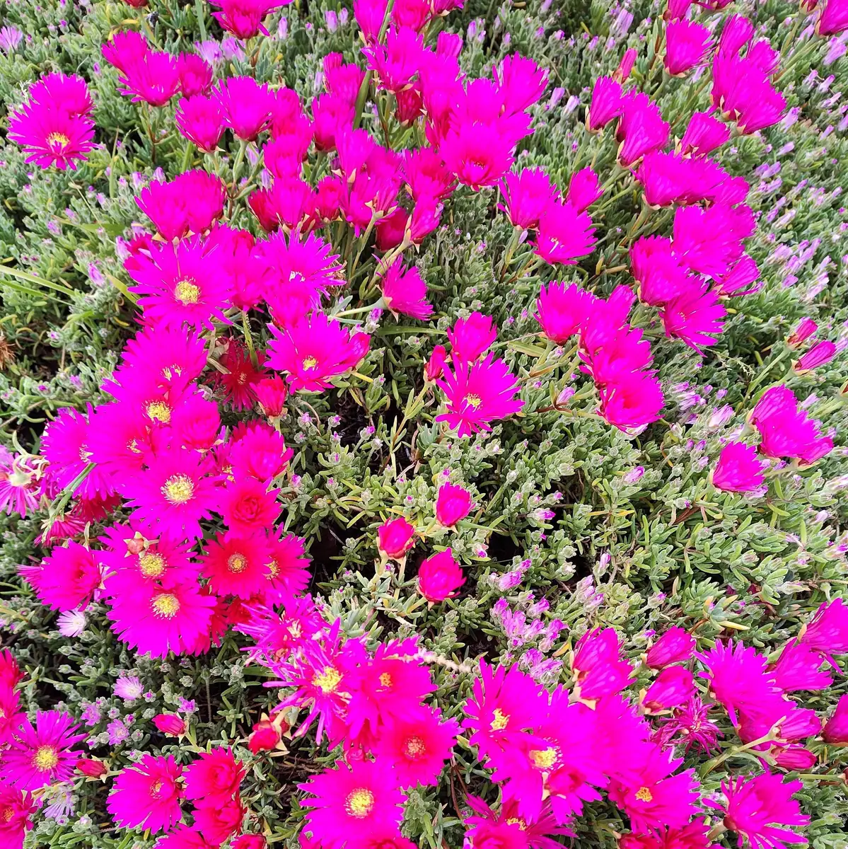 Mesembryanthemum Hot Pink Pigface Iceplant Succulent Live Plant - Ground Cover - Image 1