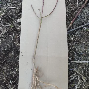 Methley Plum Tree Bareroot Live Plant, 2-3 ft Tall, Self-Fertile, Zones 5-9 Outdoor - Image 2