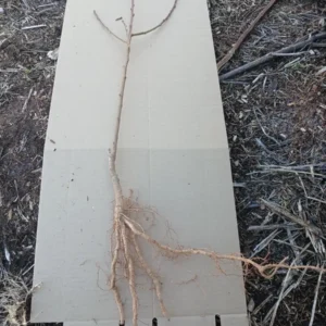 Methley Plum Tree Bareroot Live Plant, 2-3 ft Tall, Self-Fertile, Zones 5-9 Outdoor - Image 3