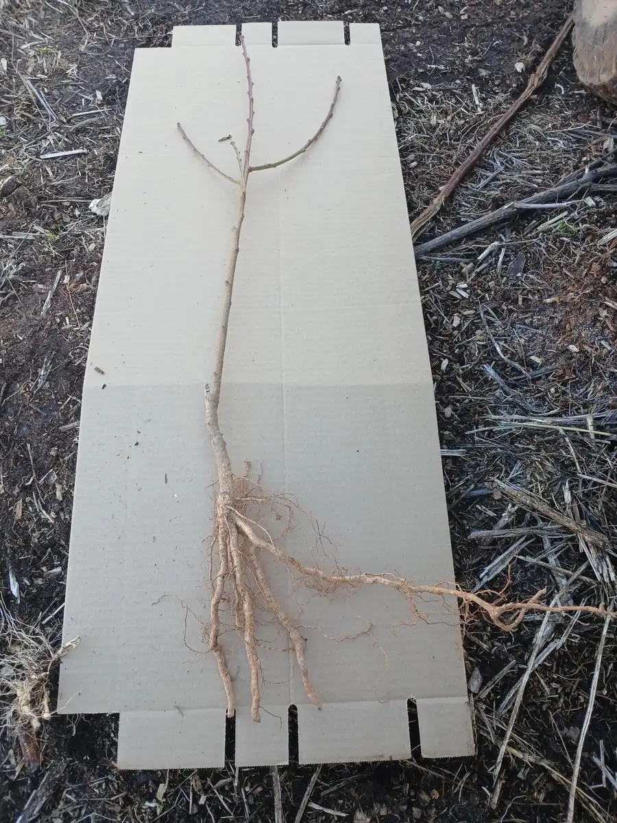 Methley Plum Tree Bareroot Live Plant, 2-3 ft Tall, Self-Fertile, Zones 5-9 Outdoor - Image 3