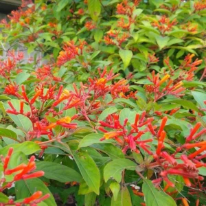 Mexican Firebush Live Plant Set - 4 Hamelia Patens Starter Plants, 3-6" Tall Outdoor Shrub - Image 1