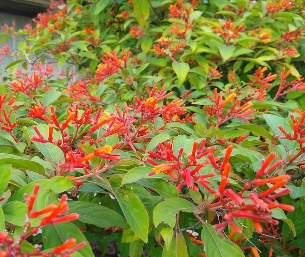 Mexican Firebush Live Plant Set - 4 Hamelia Patens Starter Plants, 3-6" Tall Outdoor Shrub - Image 1