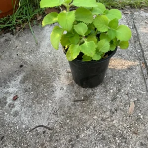 Mexican Mint Oregano Live Plant - Indian Ajwain Herb - 10 inch Plant to Bush - Image 2