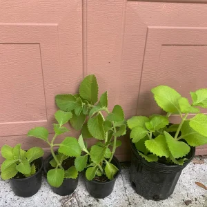 Mexican Mint Oregano Live Plant - Indian Ajwain Herb - 10 inch Plant to Bush - Image 3