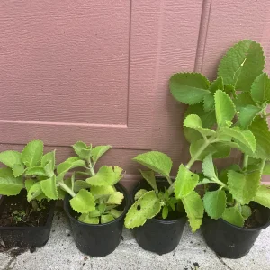 Mexican Mint Oregano Live Plant - Indian Ajwain Herb - 10 inch Plant to Bush - Image 5