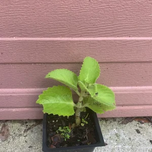 Mexican Mint Oregano Live Plant - Indian Ajwain Herb - 10 inch Plant to Bush - Image 6