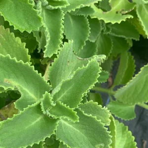 Mexican Mint Oregano Live Plant - Indian Ajwain Herb, 10-inch to Bush Size, Indoor/Outdoor - Image 7