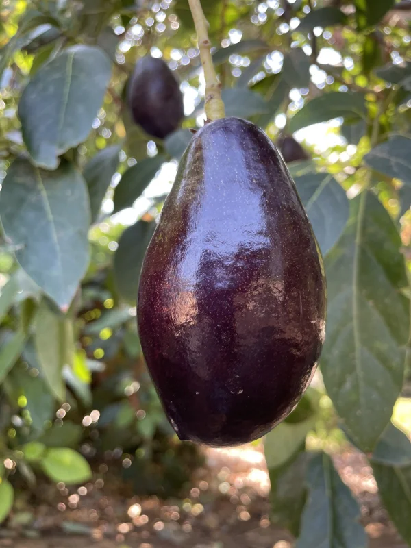 Mexicola Avocado Tree Live Plant – Grafted – 1 to 2 Feet Tall in 6 inch Pot - Image 1