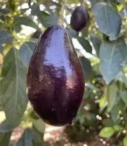 Mexicola Grande Avocado Tree , “Cold Hardy” Grafted in 3 Gallons Pot, No Ship to HI - Image 1