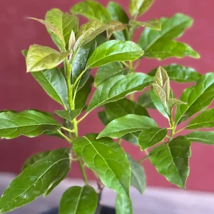 Mexicola Grande Avocado Tree , “Cold Hardy” Grafted in 3 Gallons Pot, No Ship to HI - Image 3