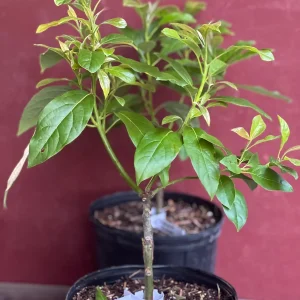 Mexicola Grande Avocado Tree , “Cold Hardy” Grafted in 3 Gallons Pot, No Ship to HI - Image 5