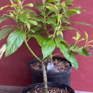 Mexicola Grande Avocado Tree , “Cold Hardy” Grafted in 3 Gallons Pot, No Ship to HI - Image 7
