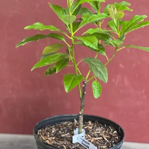 Mexicola Grande Avocado Tree , “Cold Hardy” Grafted in 3 Gallons Pot, No Ship to HI - Image 8