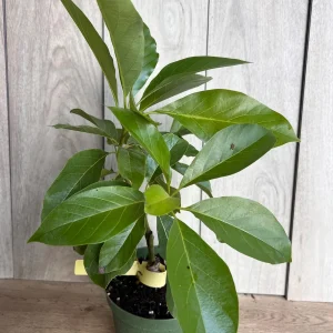 Mexicola Grande Avocado Tree Live Plant – Cold Hardy Grafted in 6 inch Pot - Image 5