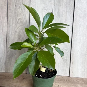 Mexicola Grande Avocado Tree Live Plant – Cold Hardy Grafted in 6 inch Pot - Image 6