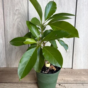 Mexicola Grande Avocado Tree Live Plant – Cold Hardy Grafted in 6 inch Pot - Image 7