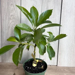 Mexicola Grande Avocado Tree Live Plant – Cold Hardy Grafted in 6 inch Pot - Image 8