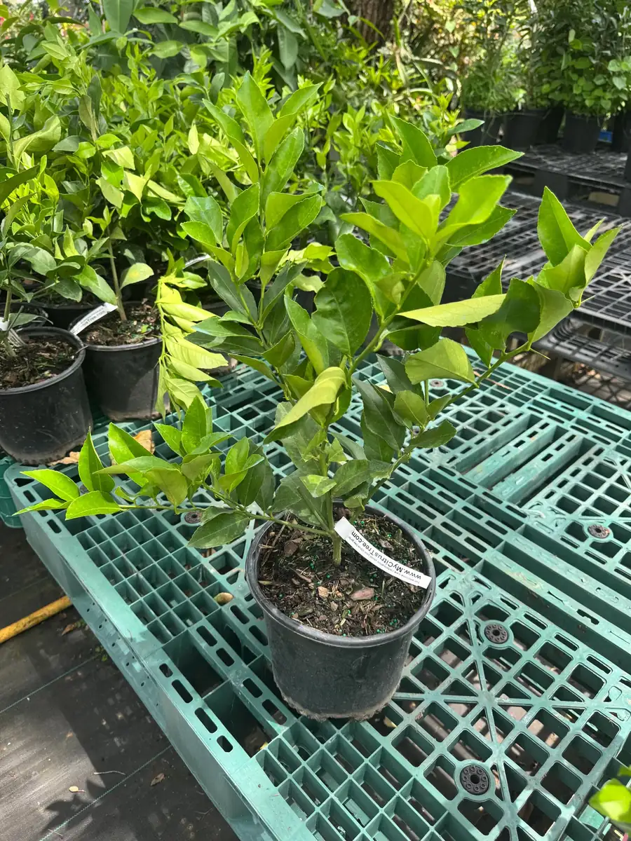 Meyer Lemon Bush Live Plant - 1 Gallon Pot, 20-30 in Tall, Indoor/Outdoor Citrus - Image 3