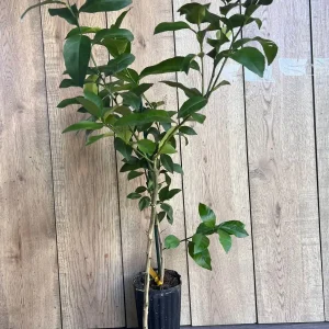 Meyer Lemon Tree Live Plant - half Gallon Pot, Sweet Citrus Fruit - Image 4