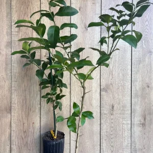 Meyer Lemon Tree Live Plant - half Gallon Pot, Sweet Citrus Fruit - Image 5