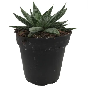 Miami Haworthia Succulent Plant - 4" Pot - Live Indoor Plant - Low Maintenance - Image 1