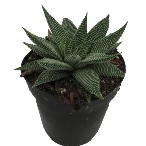 Miami Haworthia Succulent Plant - 4