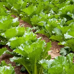 Michihili Chinese Cabbage Seeds - Non-GMO Vegetable Garden Seeds - Image 2