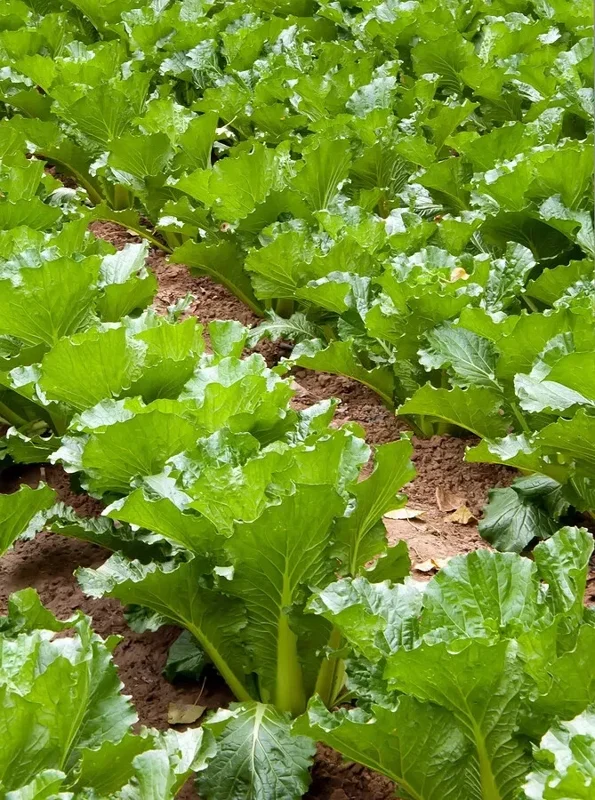 Michihili Chinese Cabbage Seeds - Non-GMO Vegetable Garden Seeds - Image 2