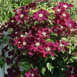 Midnight Showers Clematis Vine - Live Plant - Purple Blooms - 2.5 inch Pot - Image 2