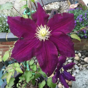 Midnight Showers Clematis Vine - Live Plant - Purple Blooms - 2.5 inch Pot - Image 1