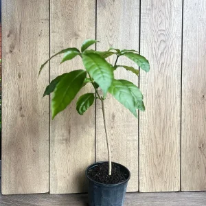 Milky Way Tree Live Plant - Stemmadenia litoralis 6 inch Pot Tropical Outdoor - Image 4