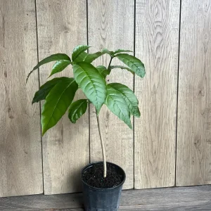 Milky Way Tree Live Plant - Stemmadenia litoralis 6 inch Pot Tropical Outdoor - Image 7