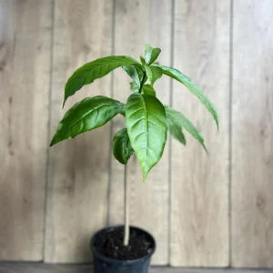 Milky Way Tree Live Plant - Stemmadenia litoralis 6 inch Pot Tropical Outdoor - Image 9