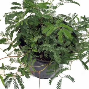 Mimosa strigillosa Live Plant - Sensitive Plant - 6 inch Pot - Indoor Houseplant - Image 6