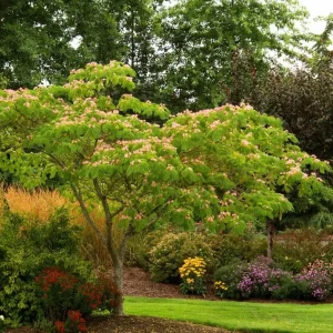 Mimosa Tree Seeds - 50 Count Pack - Outdoor Flowering Albizia julibrissin - Image 7