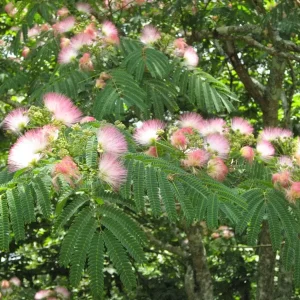 Mimosa Tree Seeds - 50 Count Pack - Outdoor Flowering Albizia julibrissin - Image 8