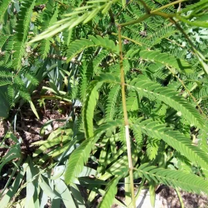 Mimosa Tree Seeds - Albizia julibrissin - 20 Seed Pack - Outdoor Flowering - Image 6