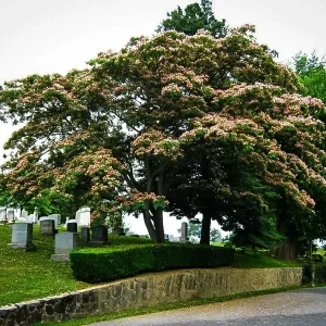 Mimosa Tree Seeds - Albizia julibrissin - 20 Seed Pack - Outdoor Flowering - Image 9