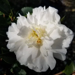 Mine No Yuki Camellia Live Plant - White Sasanqua Shrub, 4 inch Pot - Image 1