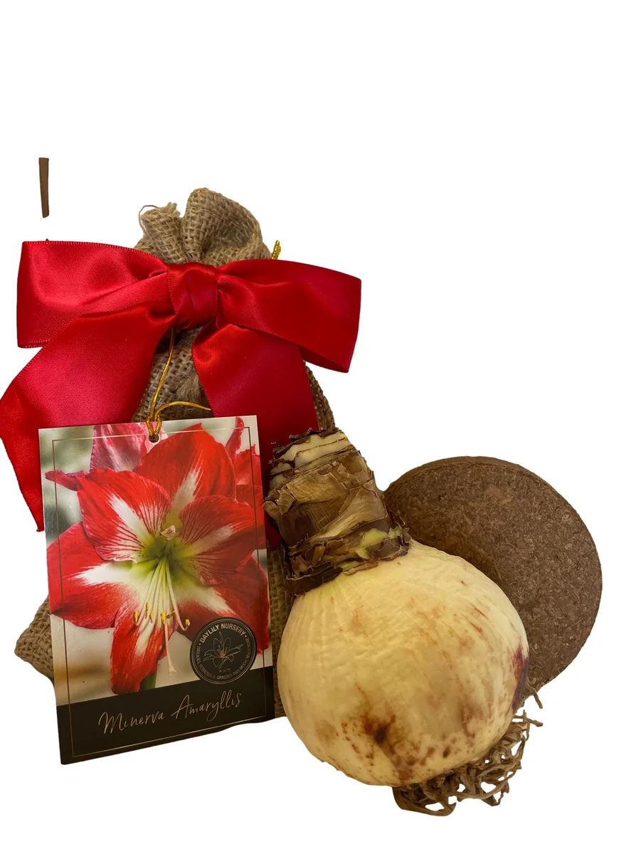 Minerva Amaryllis Bulb Kit - Red & White Flowers, 28/30cm Bulb, Indoor/Outdoor - Image 2
