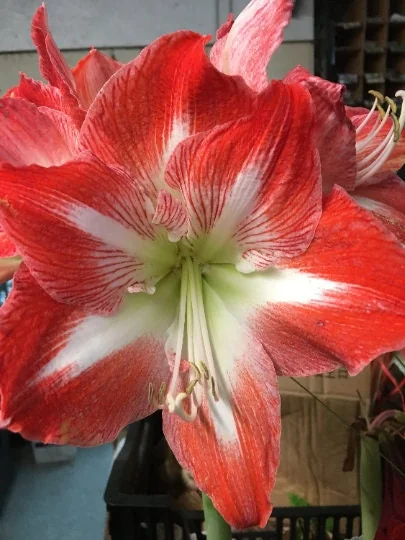 Minerva Amaryllis Bulb Kit - Red & White Flowers, 28/30cm Bulb, Indoor/Outdoor - Image 3
